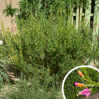 Eremophila racemosa