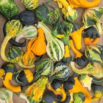 Cucurbita 'Autumn Wings' 