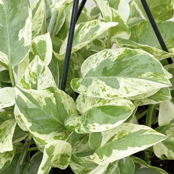 Epipremnum aureum 'Pearls and Jade'
