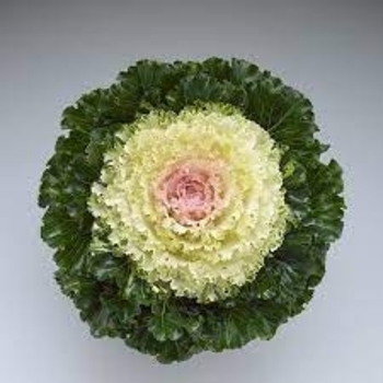 Brassica oleracea 'Crystal Snow' 