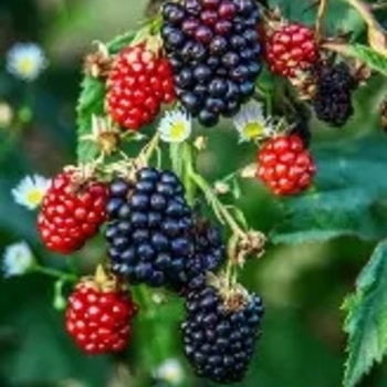 Rubus 'Sweet-Ark® Ponca' PPAF