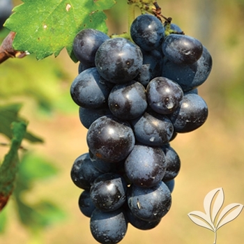 Vitis labrusca 'Black Spanish' Lenoir