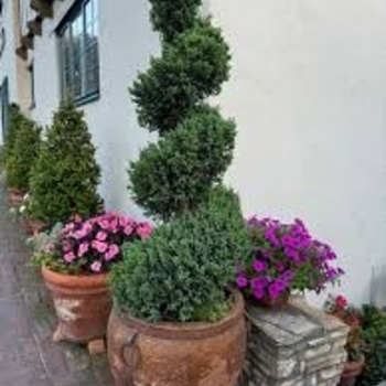 Juniperus chinensis 'Blue Point Spiral' 