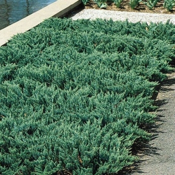Juniperus horizontalis