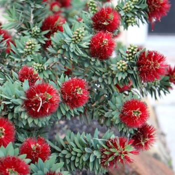 Callistemon 'Little John' 
