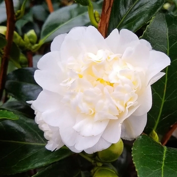 Camellia sasanqua 'Snow on the Mountain' 