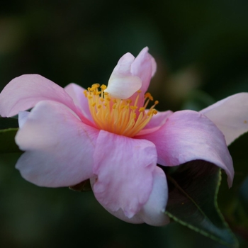 Camellia sasanqua 'Mr Otto' 