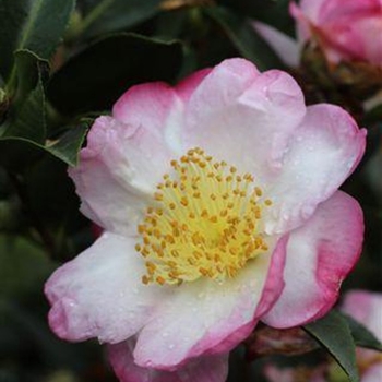 Camellia sasanqua 'Apple Blossom' 
