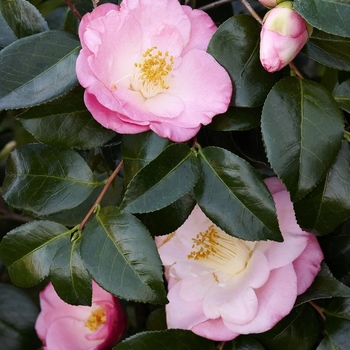 Camellia japonica 'April Remembered' PP29857P2