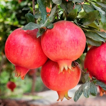 Punica granatum 'Parfianka' 