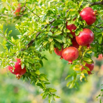 Punica granatum 'Wonderful' 