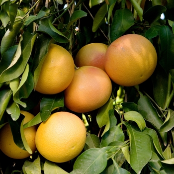 Citrus x paradisi 'Ruby Red' 