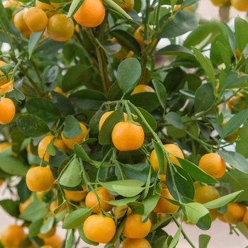 x Citrofortunella macrocarpa