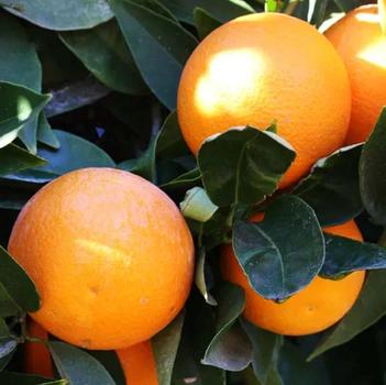 Citrus sinensis 'Hamlin' 