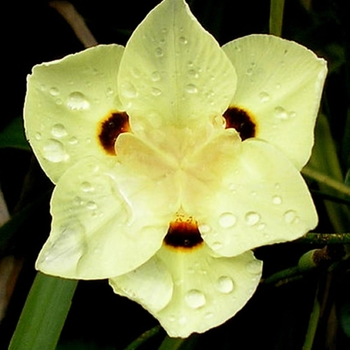 Dietes bicolor 'African Gold' USPP18672P2