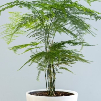 Asparagus plumosus