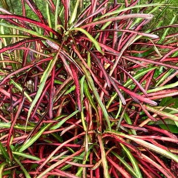 Codiaeum variegatum 'Zanzibar' 