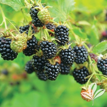 Rubus 'Ouachita' PP17162