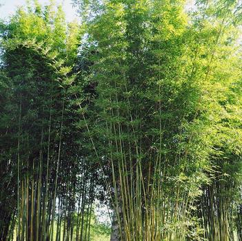 Bambusa textilis gracilis