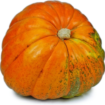 Cucurbita maxima 'Big Max' 