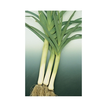 Allium porrum 'King Richard' 