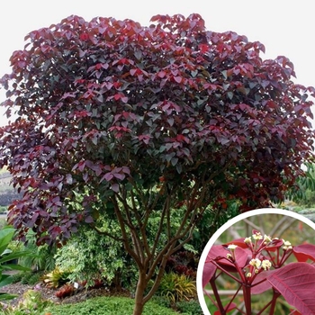 Euphorbia cotinifolia
