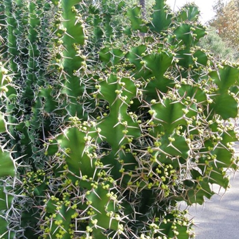 Euphorbia grandicornis
