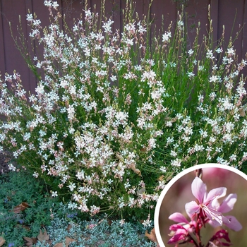 Gaura lindheimeri