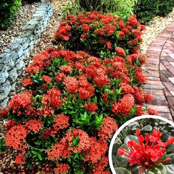 Ixora taiwanensis