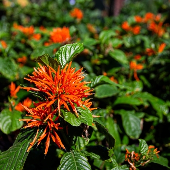 Justicia chrysostephana 'Orange Flame' 