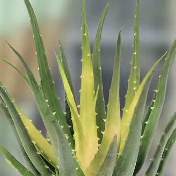 Aloe 