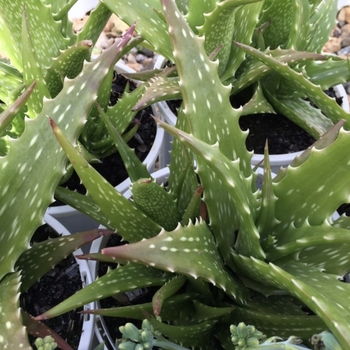 Aloe dorotheae