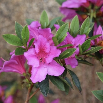 Rhododendron indica 'Southern Charm' 