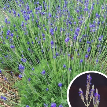Lavandula multifida