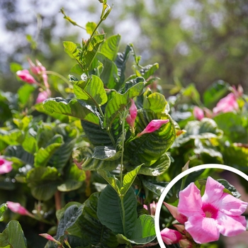 Mandevilla 