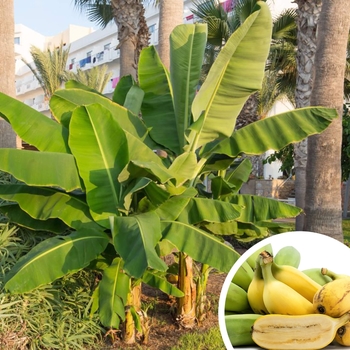 Musa acuminata 'Ice Cream' 
