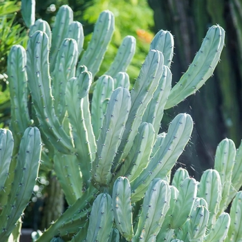 Myrtillocactus geometrizans