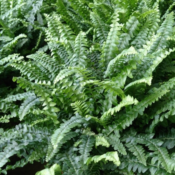 Nephrolepis exaltata