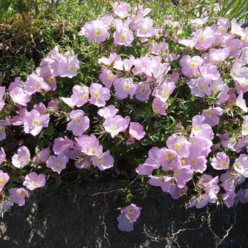 Oenothera speciosa
