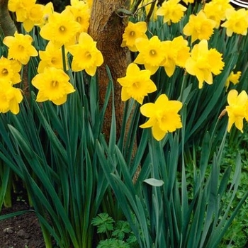 Narcissus 'King Alfred'
