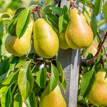 Pyrus communis 'Hood' 
