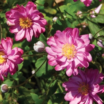 Anemone 'Pretty Lady Julia' PP23131