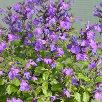 Salvia microphylla 'So Cool Pale Blue' 