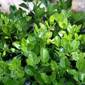 Euonymus kiautschovicus 'Manhattan'