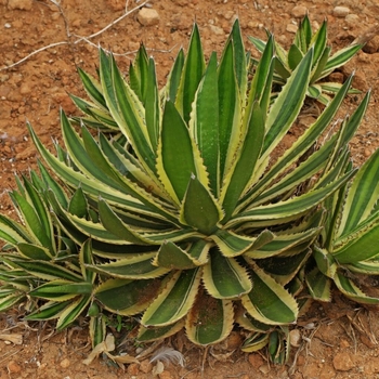 Agave lophantha 'Quadricolor' 