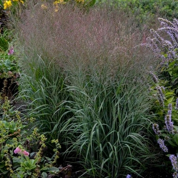 Panicum virgatum 'Smoky Rose®' PP28017P2