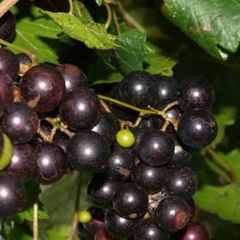 Vitis rotundifolia 'Delicious' 