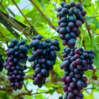 Vitis rotundifolia 'Alachua' 