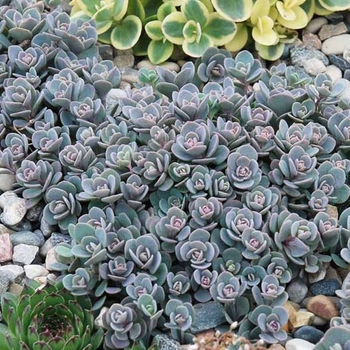 Sedum 'Blue Elf' PPAF