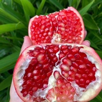Punica granatum 'Salavatski' 